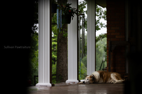 Visit Sullivan Pawtraiture-Dog Photographer & Puppy cuddler